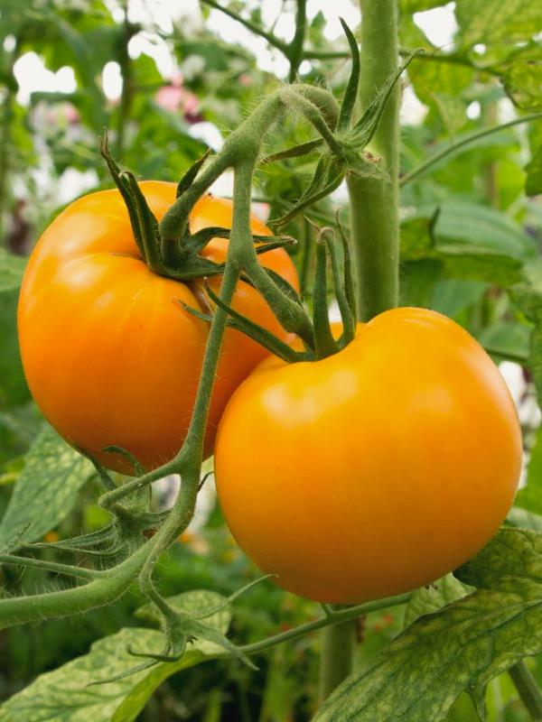 Fleischtomate Mandarin