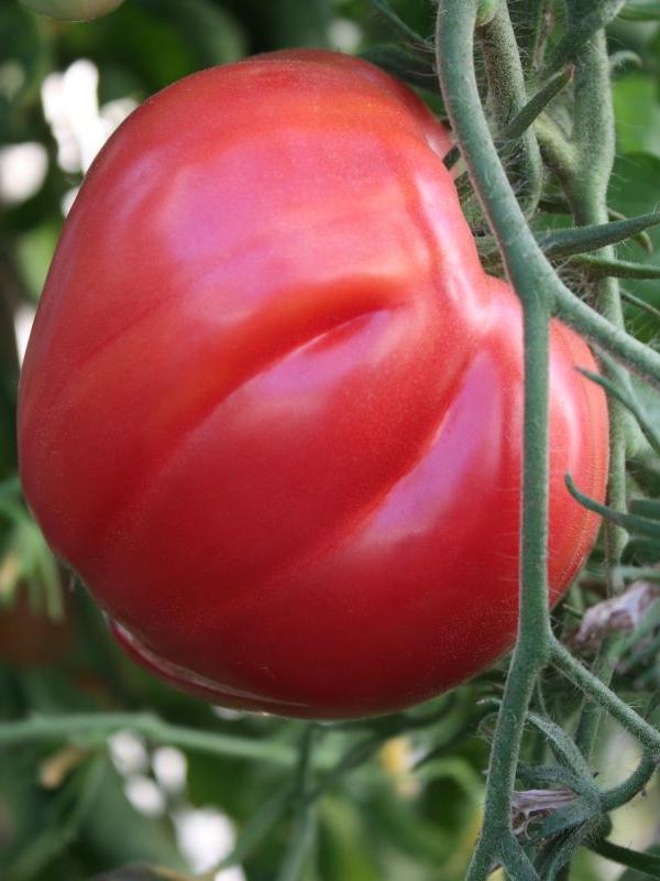 Fleischtomate Ochsenherz