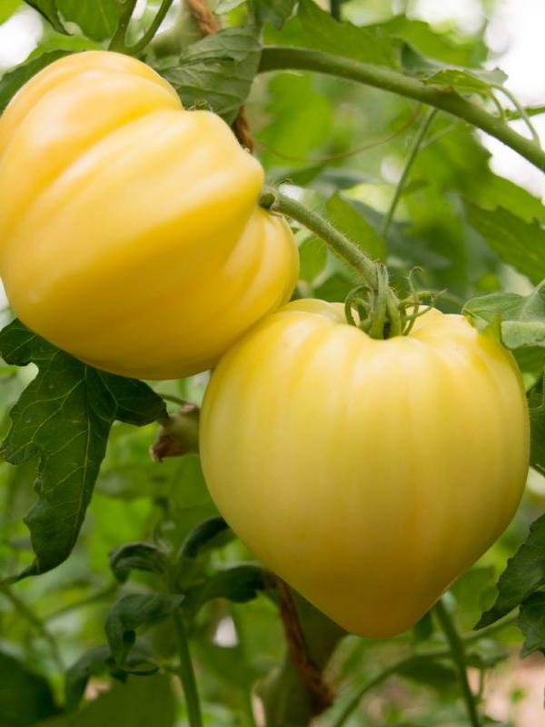 Fleischtomate Ochsenherz weiss