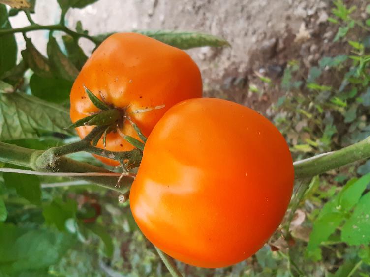 Fleischtomate Persimmon