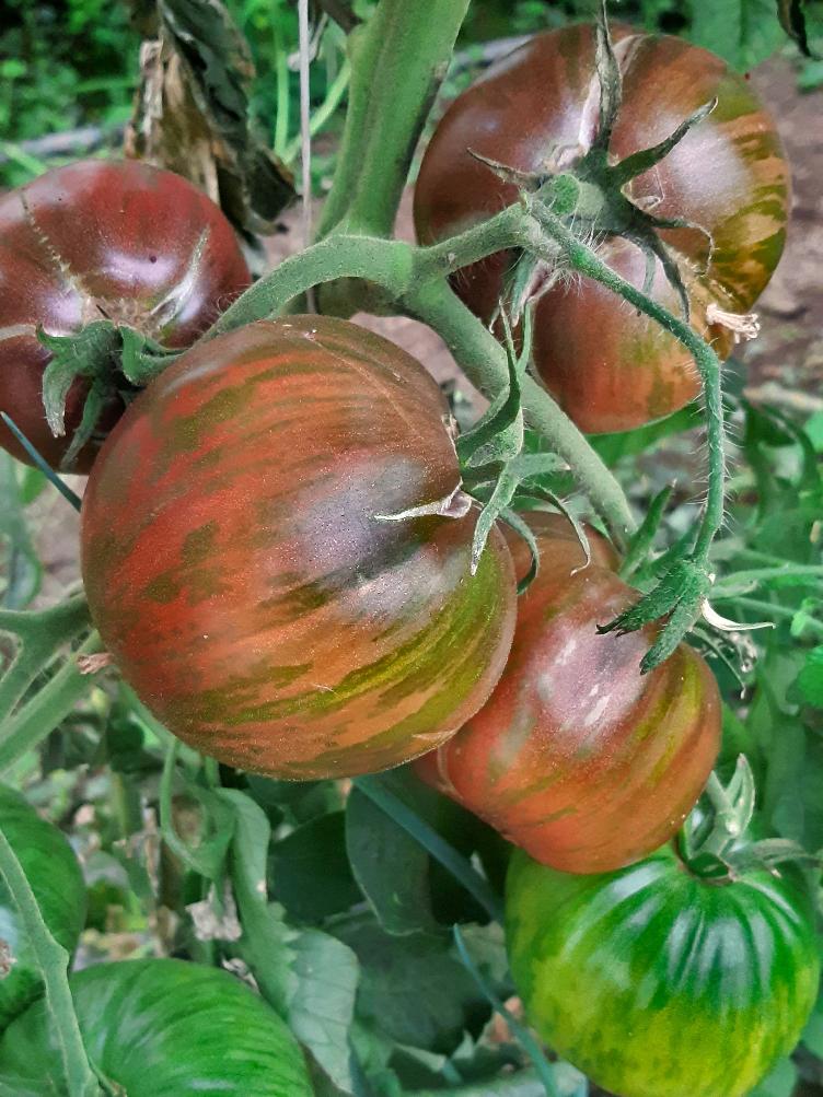 Fleischtomate Pink Berkeley Tie Dye