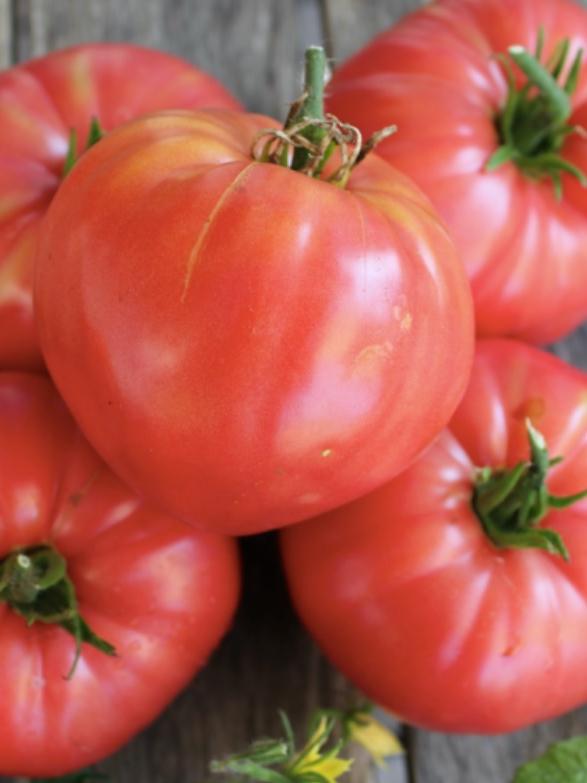 Fleischtomate Schlesische Himbeere