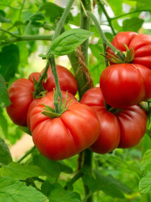 Fleischtomate Schlesische Himbeere