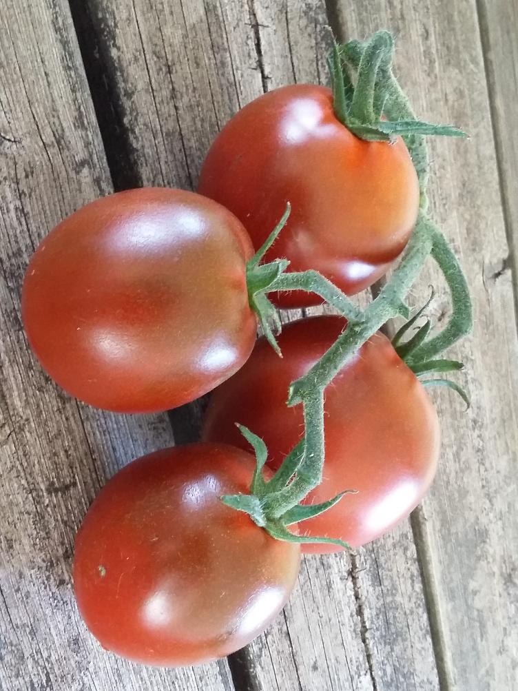 Fleischtomate Schwarzer Prinz