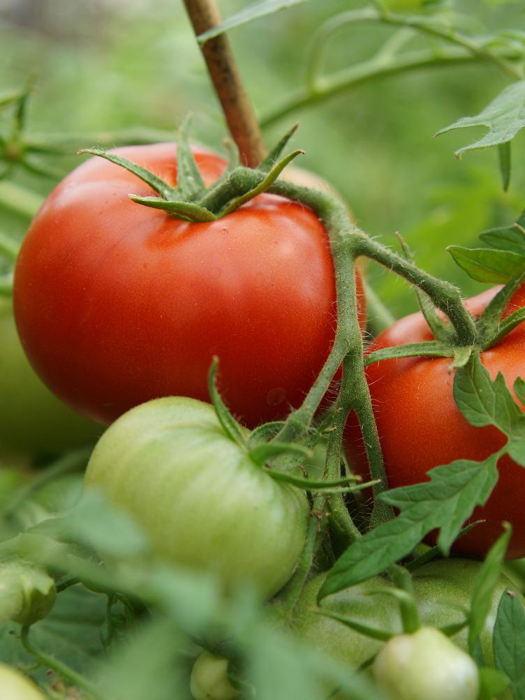 Fleischtomate Silbertanne