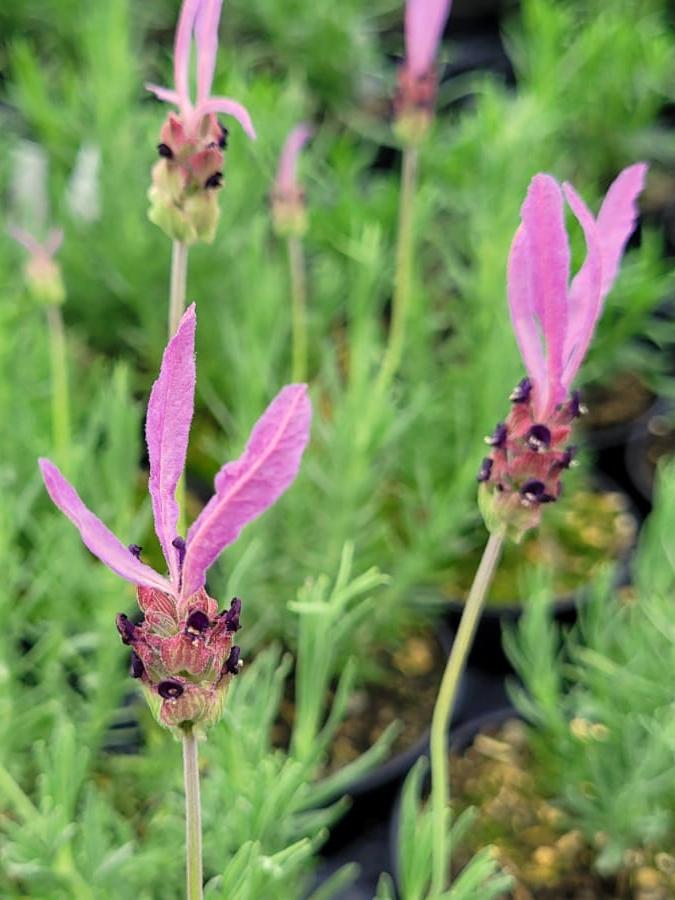 Französischer Lavendel