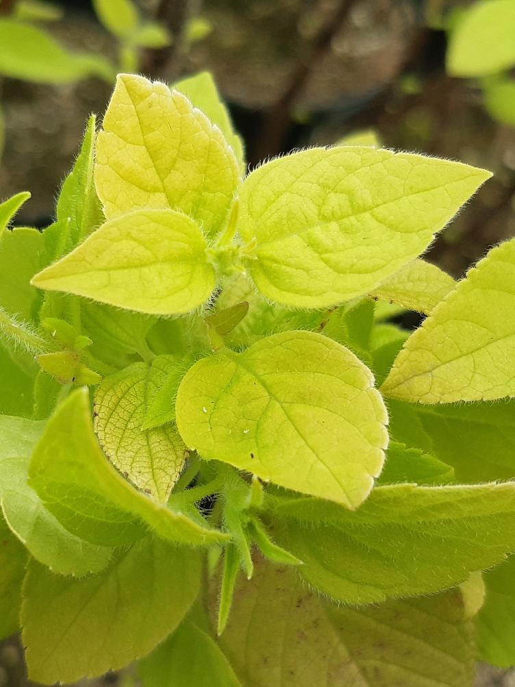 Fruchtsalbei Ananas Golden Delicious
