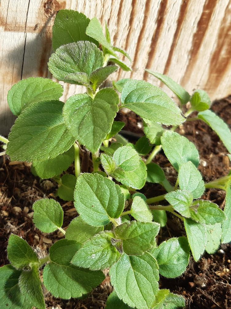 Fruchtsalbei Honigmelone - 0