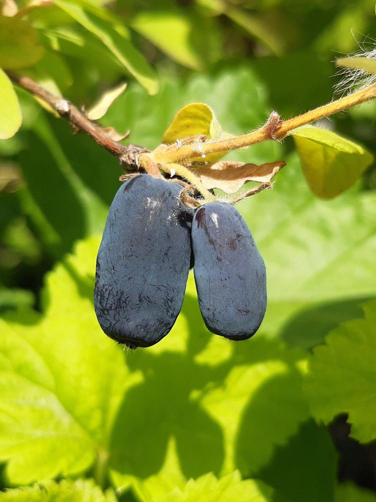 Frühbeere Myberry Bee