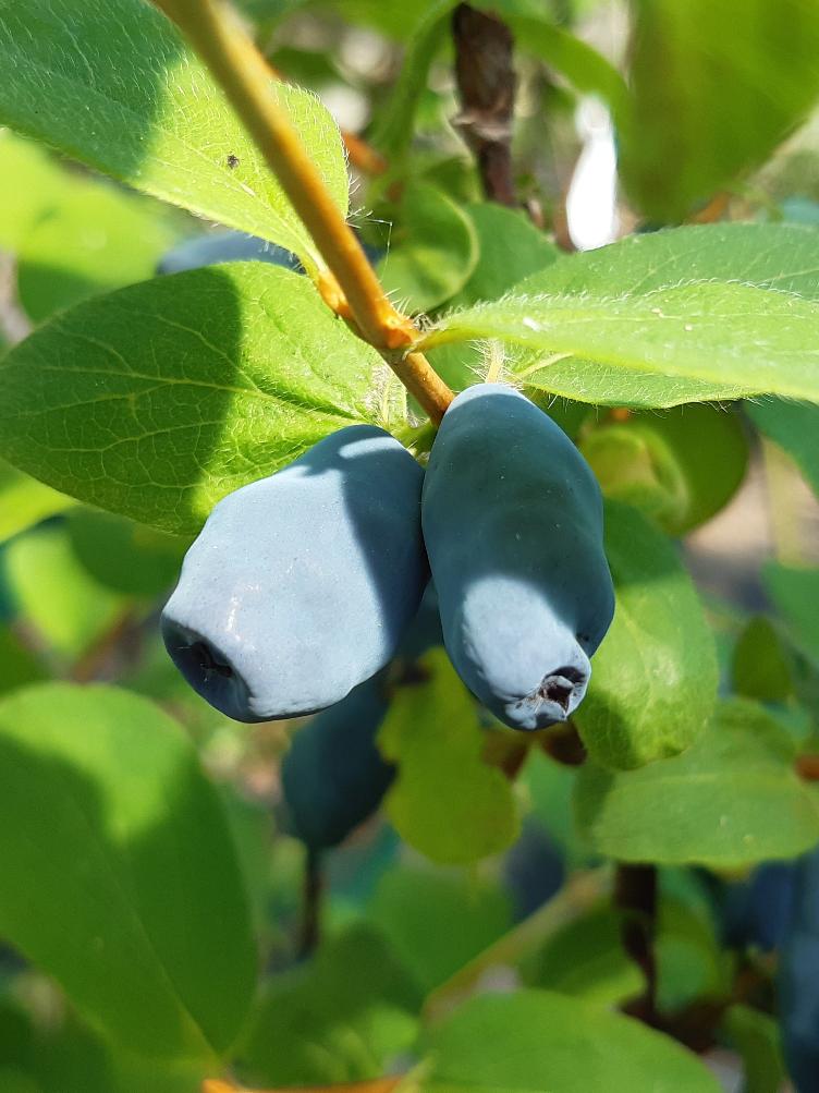 Frühbeere Myberry Fram