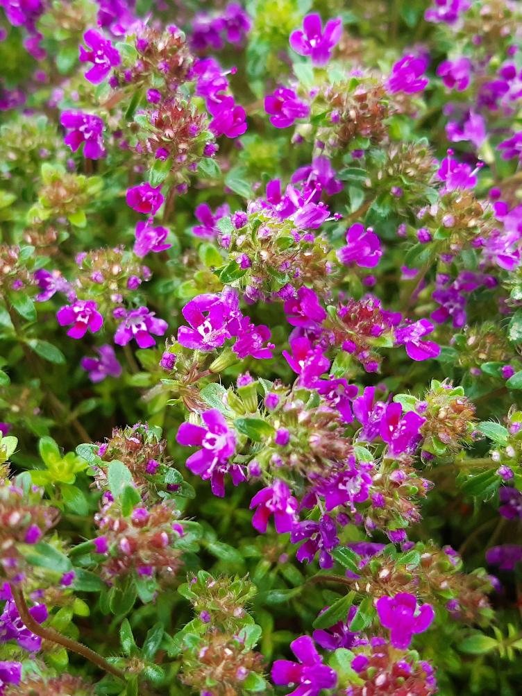 Frühblühender Thymian Creeping Red