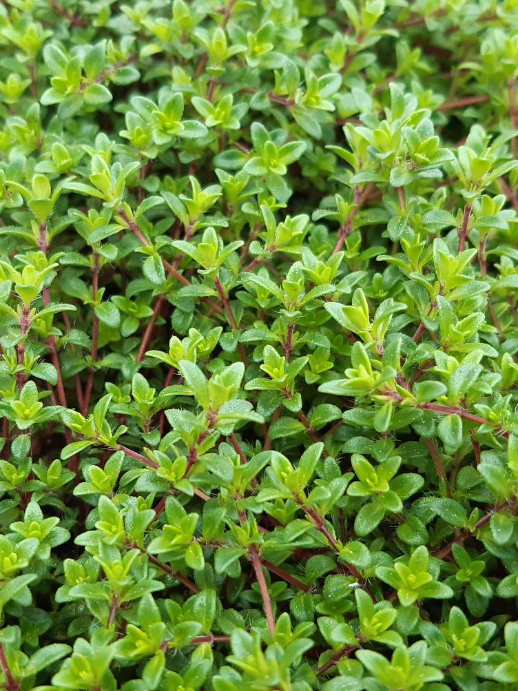 Frühblühender Thymian Creeping Red - 0
