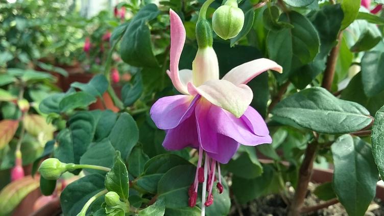 Fuchsia 25 Jahre SFV