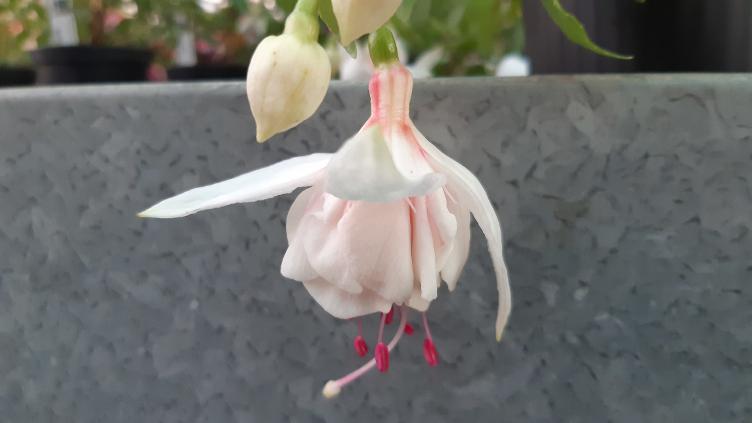 Fuchsia Alaska