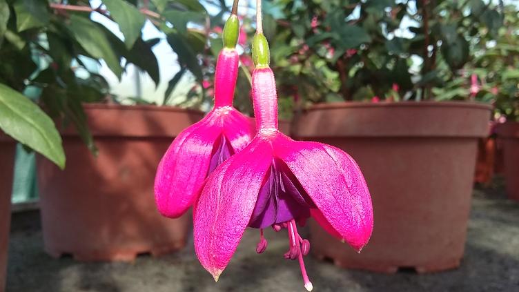 Fuchsia Alfie