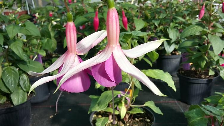 Fuchsia Alfred de Groot