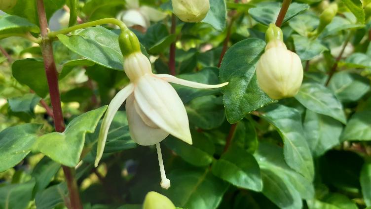Fuchsia Ann H. Tripp