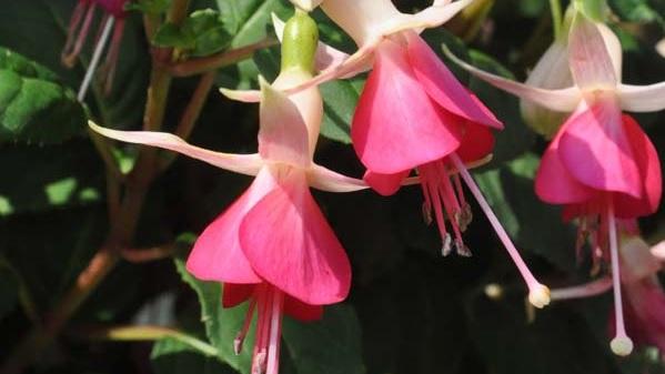 Fuchsia Anton Schreuder