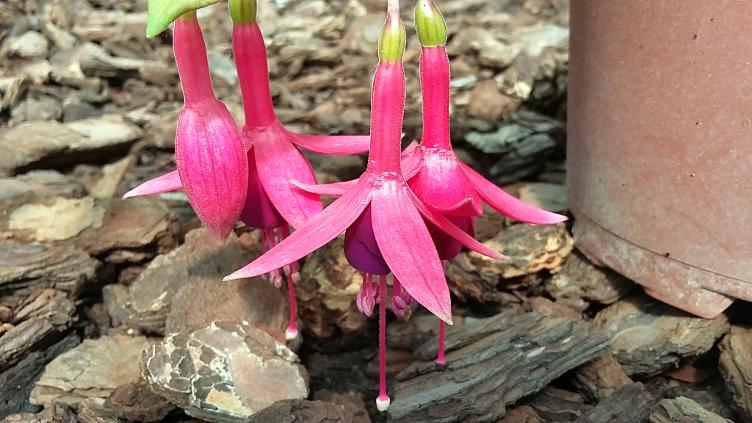 Fuchsia Autumale