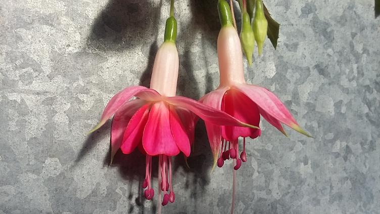Fuchsia Balkonkönigin