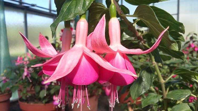 Fuchsia Barbara