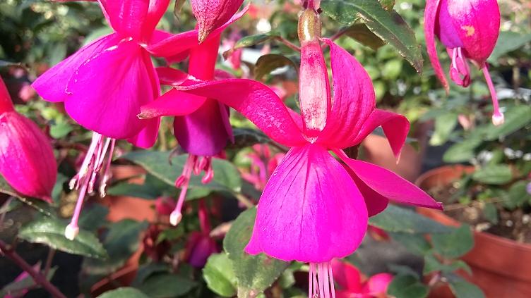 Fuchsia Beacon