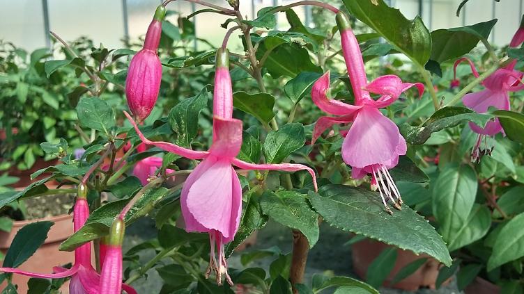 Fuchsia Beacon Rosa