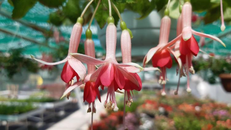 Fuchsia Belle de Spa