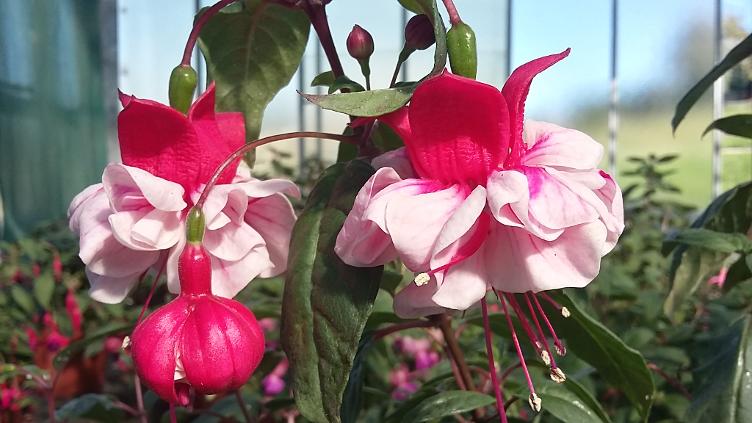 Fuchsia Berner Meitschi