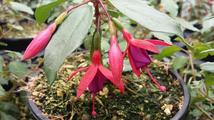Fuchsia Bernisser Hardy