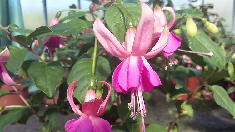 Fuchsia Bobby Juliana