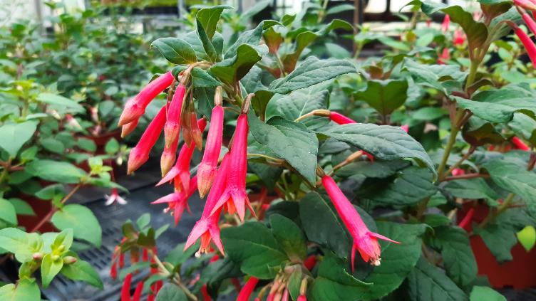 Fuchsia Bornemann`s Beste