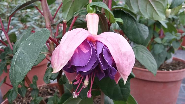 Fuchsia Brookwood Joy
