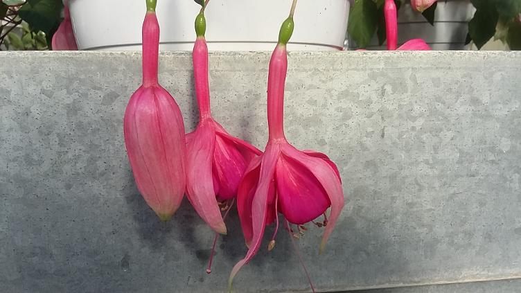 Fuchsia Carioca