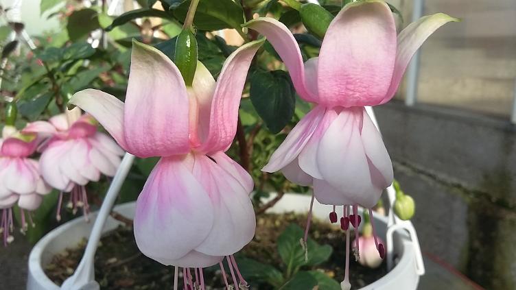 Fuchsia Carol Lynn Whittemore