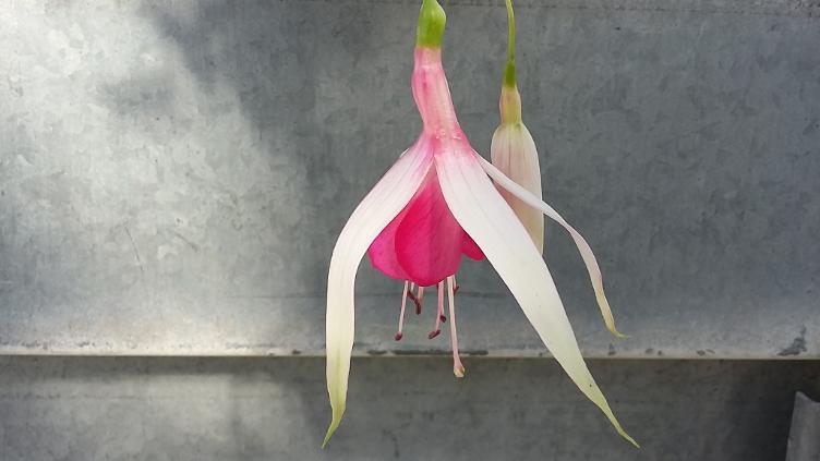 Fuchsia Cascade