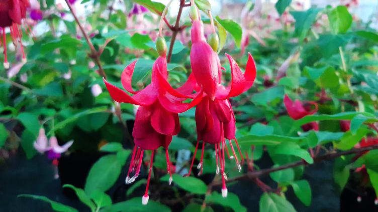 Fuchsia Caspar Hauser