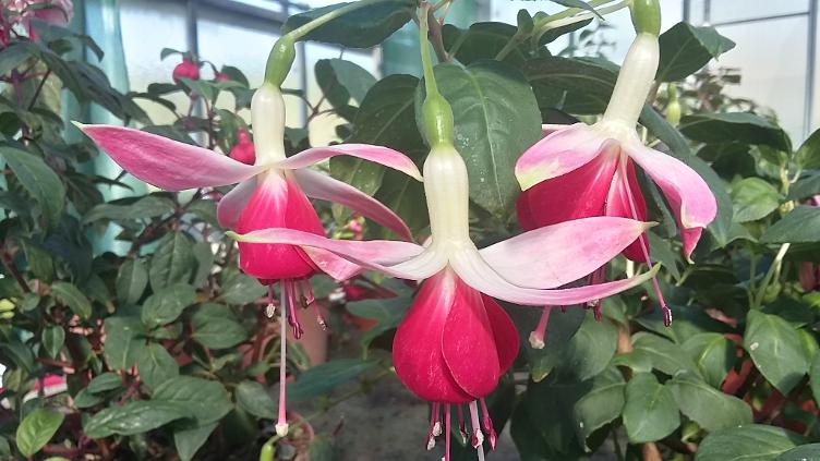 Fuchsia Celia Smedley