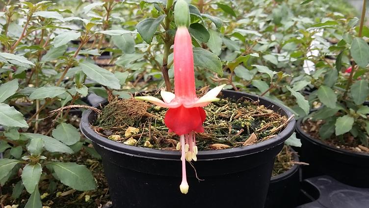 Fuchsia Chang