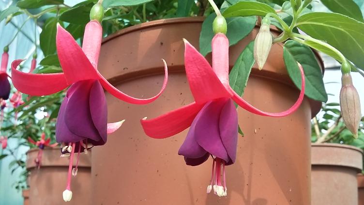Fuchsia Charming