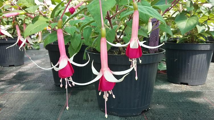 Fuchsia Checkerboard