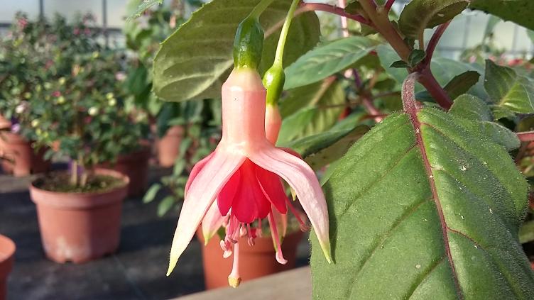 Fuchsia Coachman