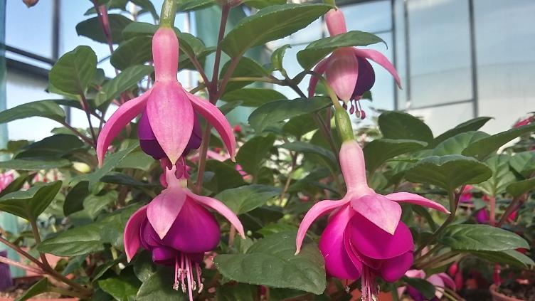 Fuchsia Constance