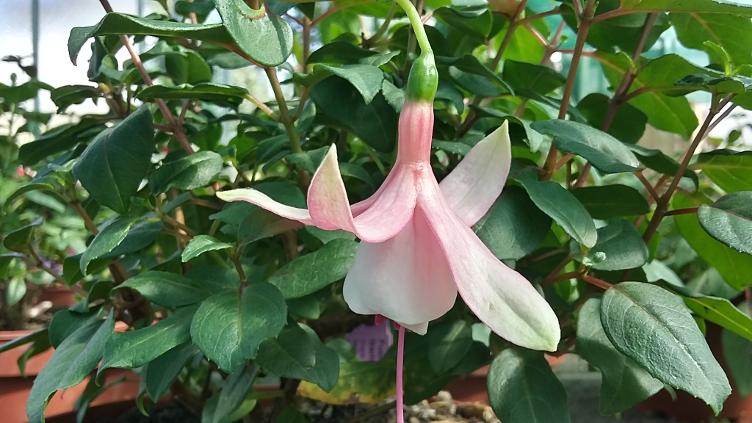 Fuchsia Crosby Soroptimist