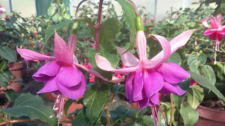 Fuchsia Cymon