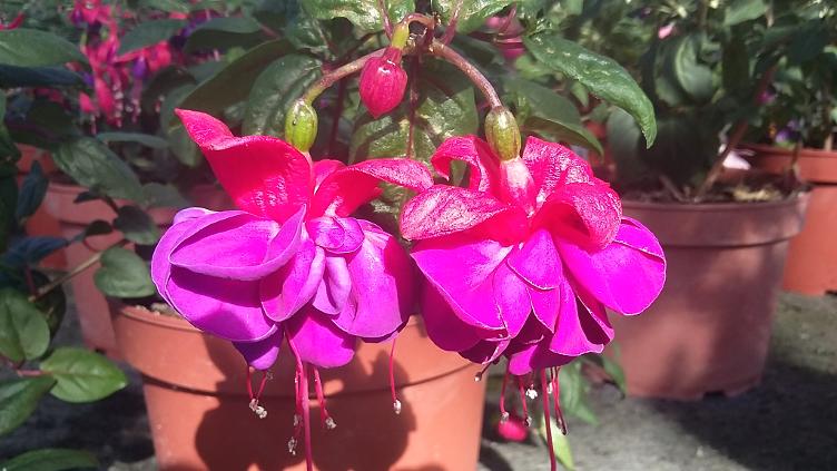 Fuchsia Dark Eyes - 0