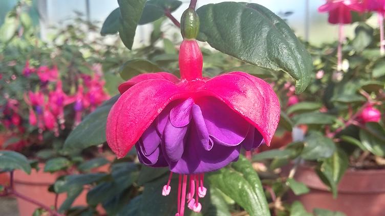 Fuchsia Dark Eyes
