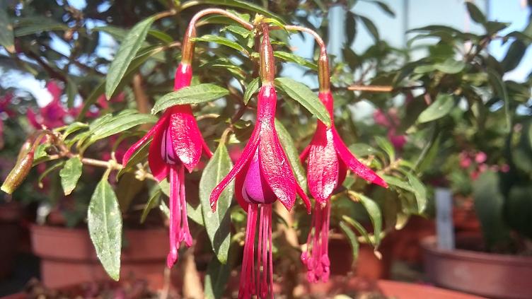 Fuchsia David