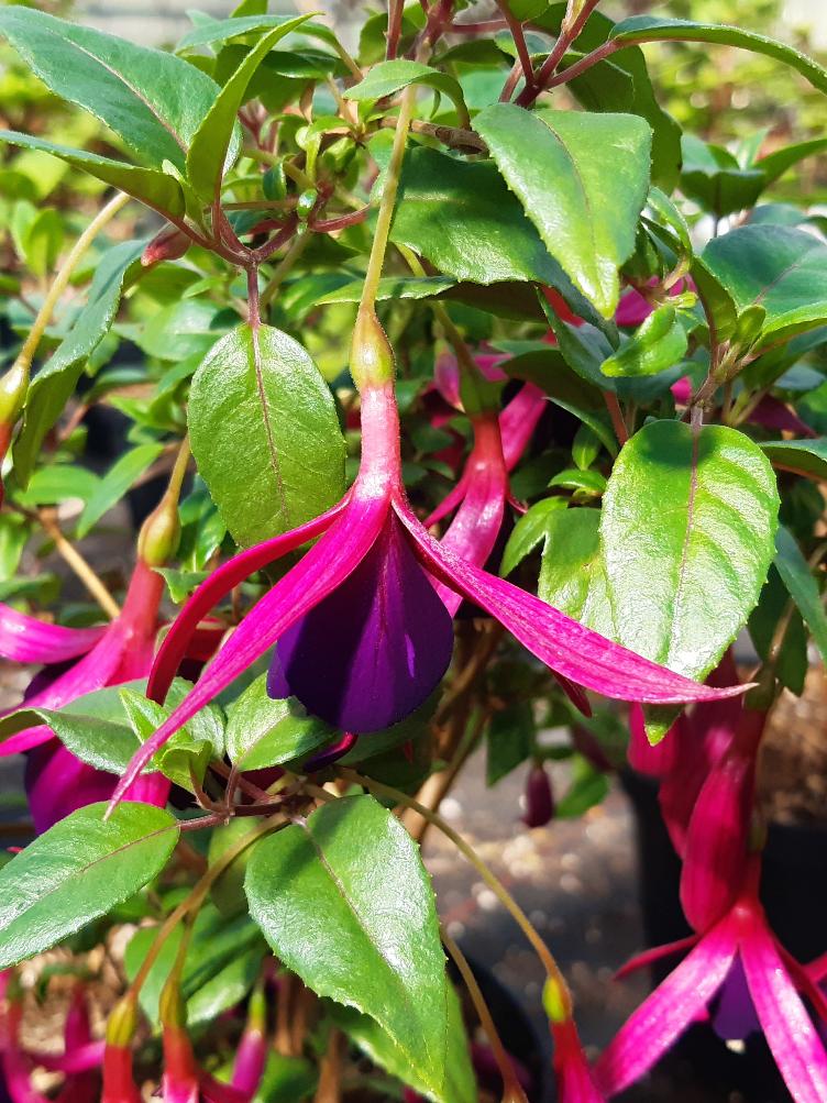 Fuchsia Delicate Purple