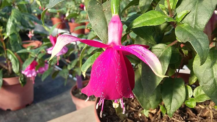 Fuchsia Delta`s Groom